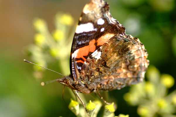 geduldiger Schmetterling 1