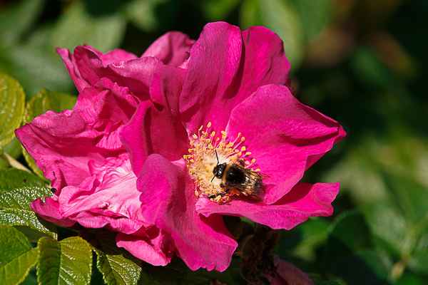 Hummel auf Nektarsuche