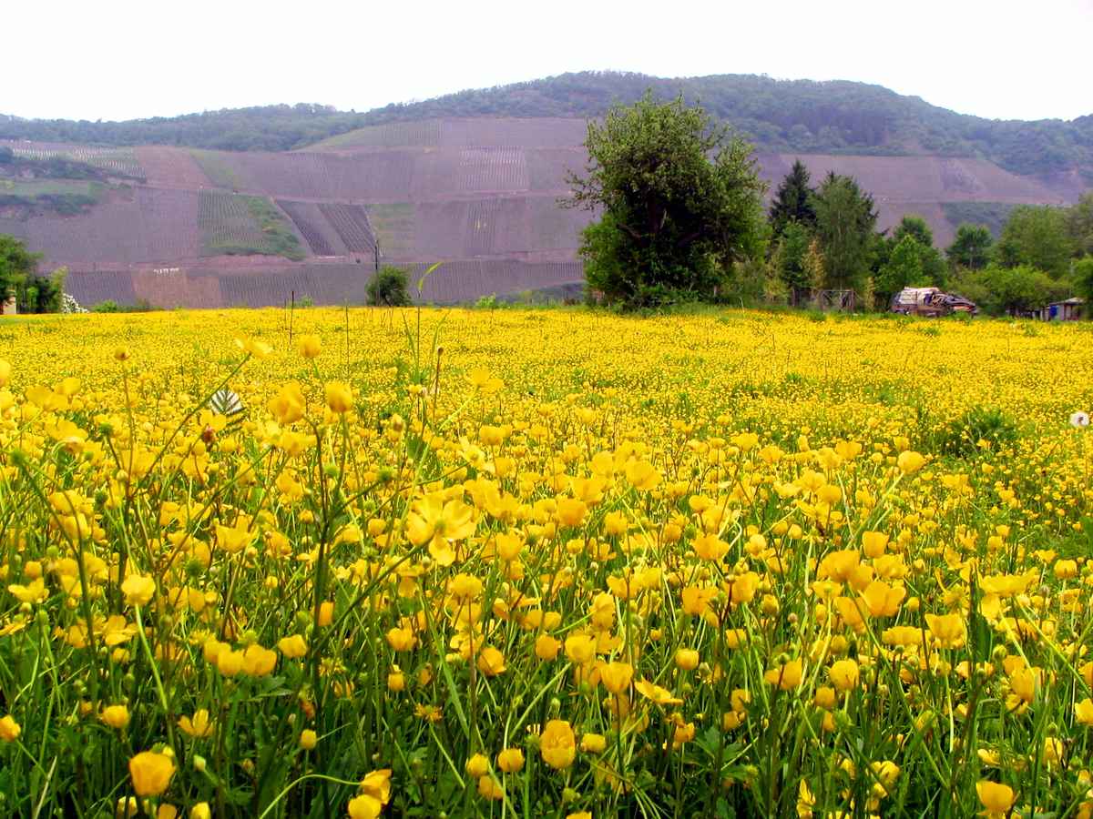 Blumenwiese
