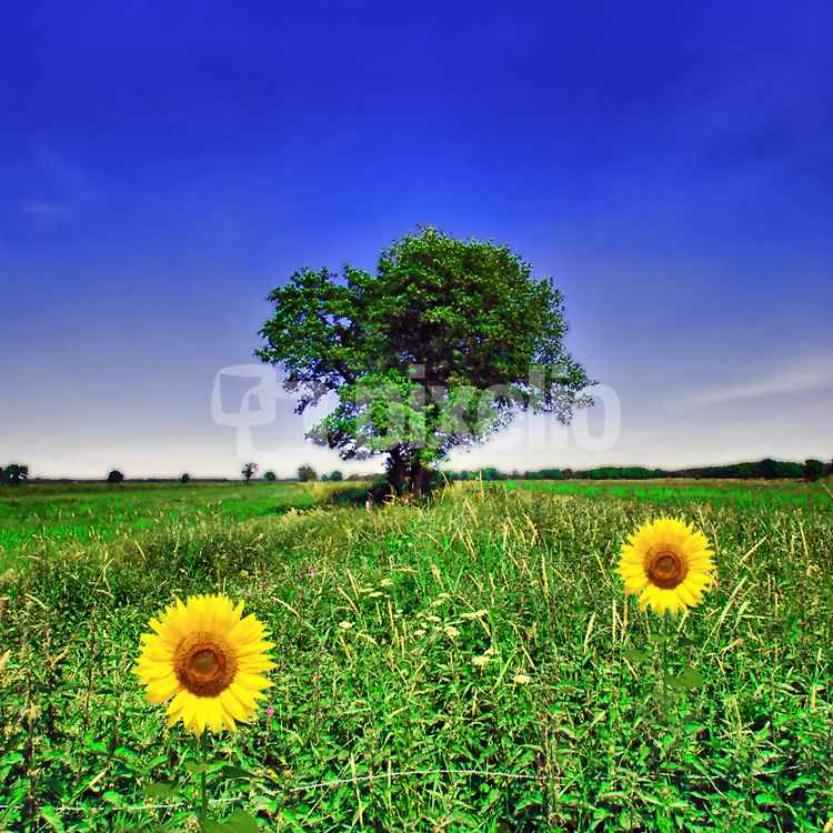 Sommerwiese mit Sonnenblumen - HDR
