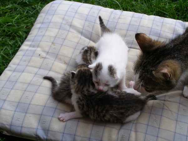 Katzen