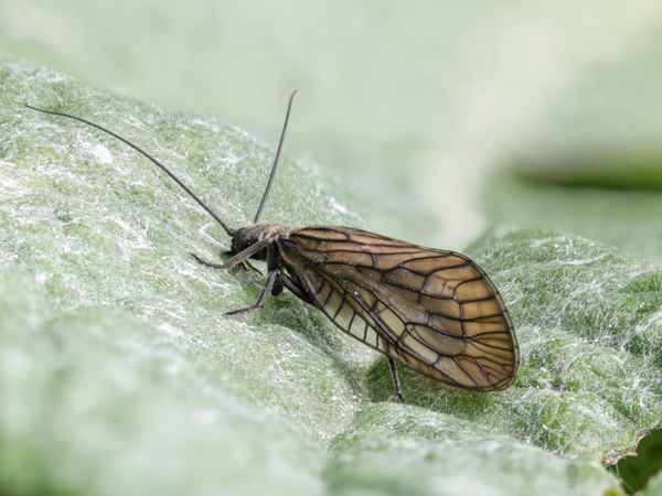 Gemeine Schlammfliege