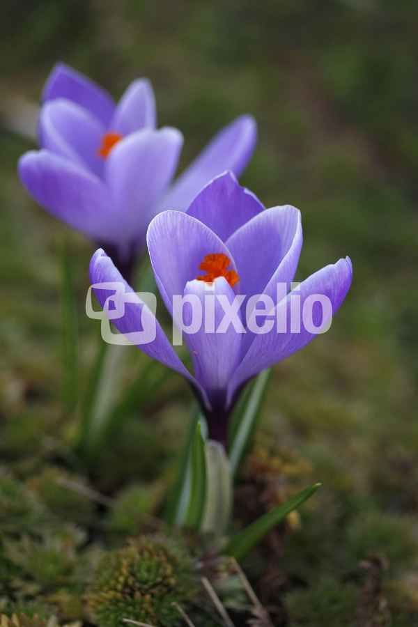 zwei Krokusse
