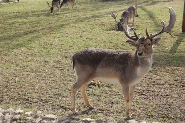 Dammhirsch im Frühling