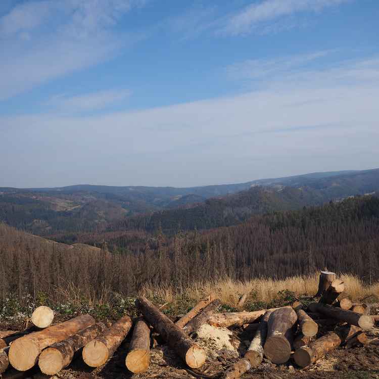 Waldsterben im Stadtforst