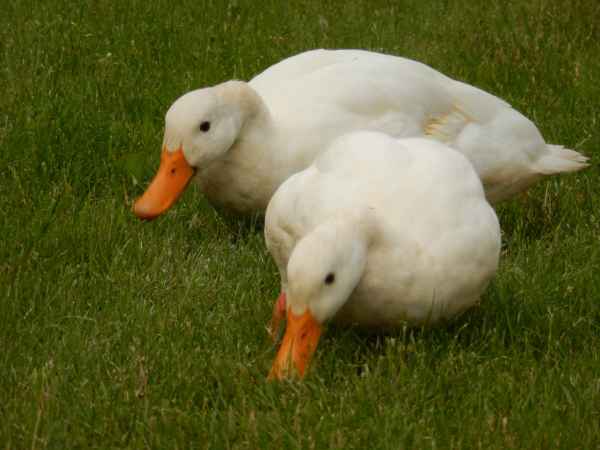 Ente,Ente