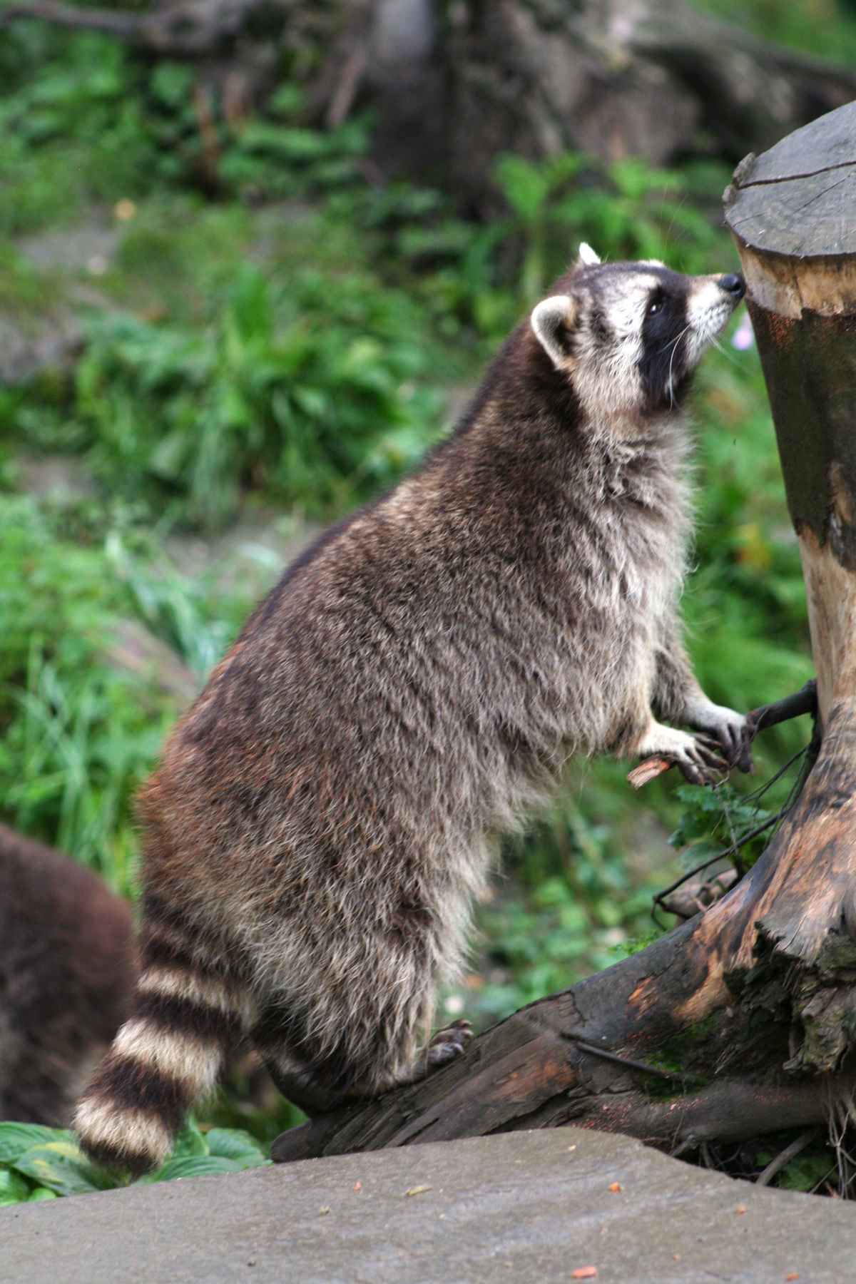 Waschbär