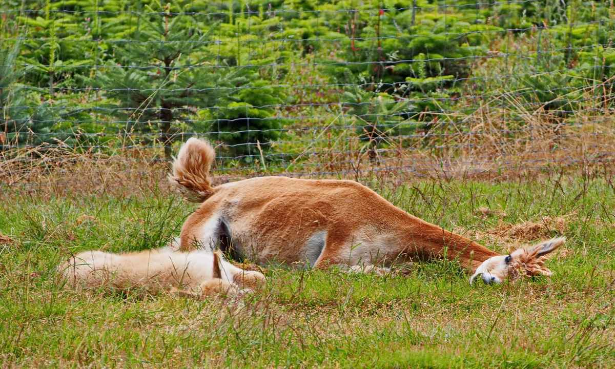 siesta bei alpacas