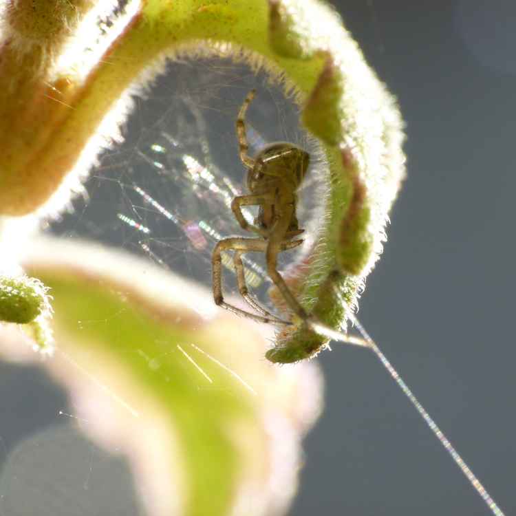 spinne auf der lauer