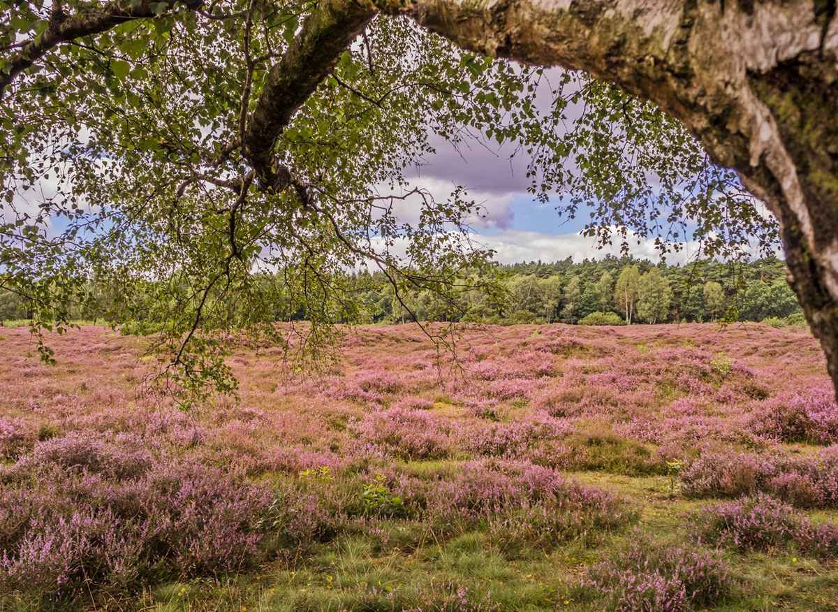 Heideblüte