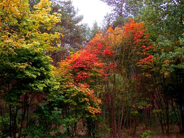 Schöner Herbst 5