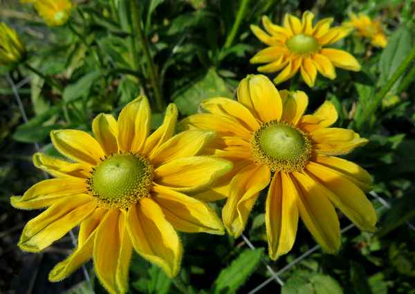 Herbstliche Blütenpracht