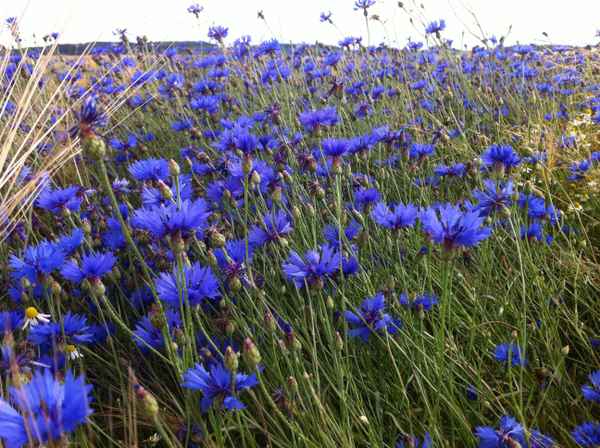 kornblumenblau