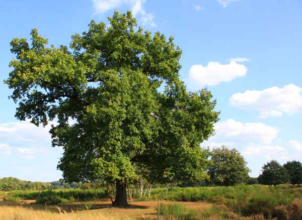 WAHNER HEIDE III