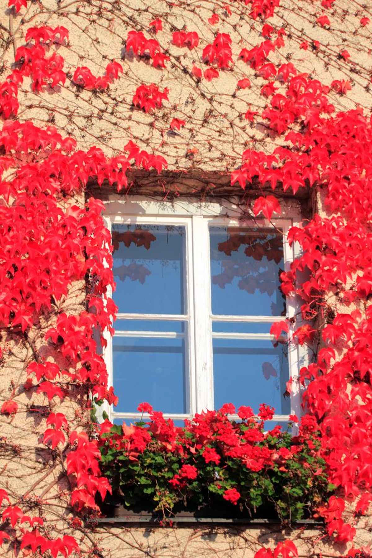 Das herbstliche Fenster