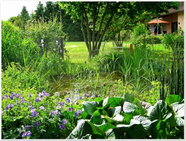 blick über den gartenteich