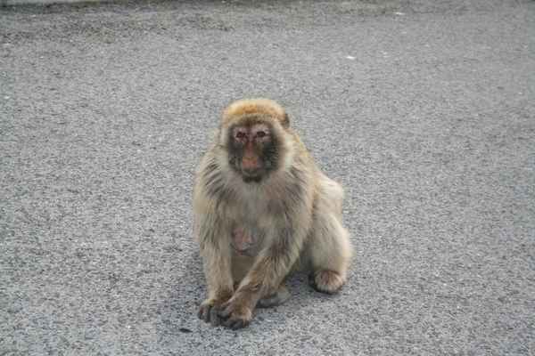 Berber Affe