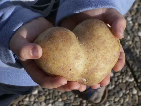 kartoffelherz