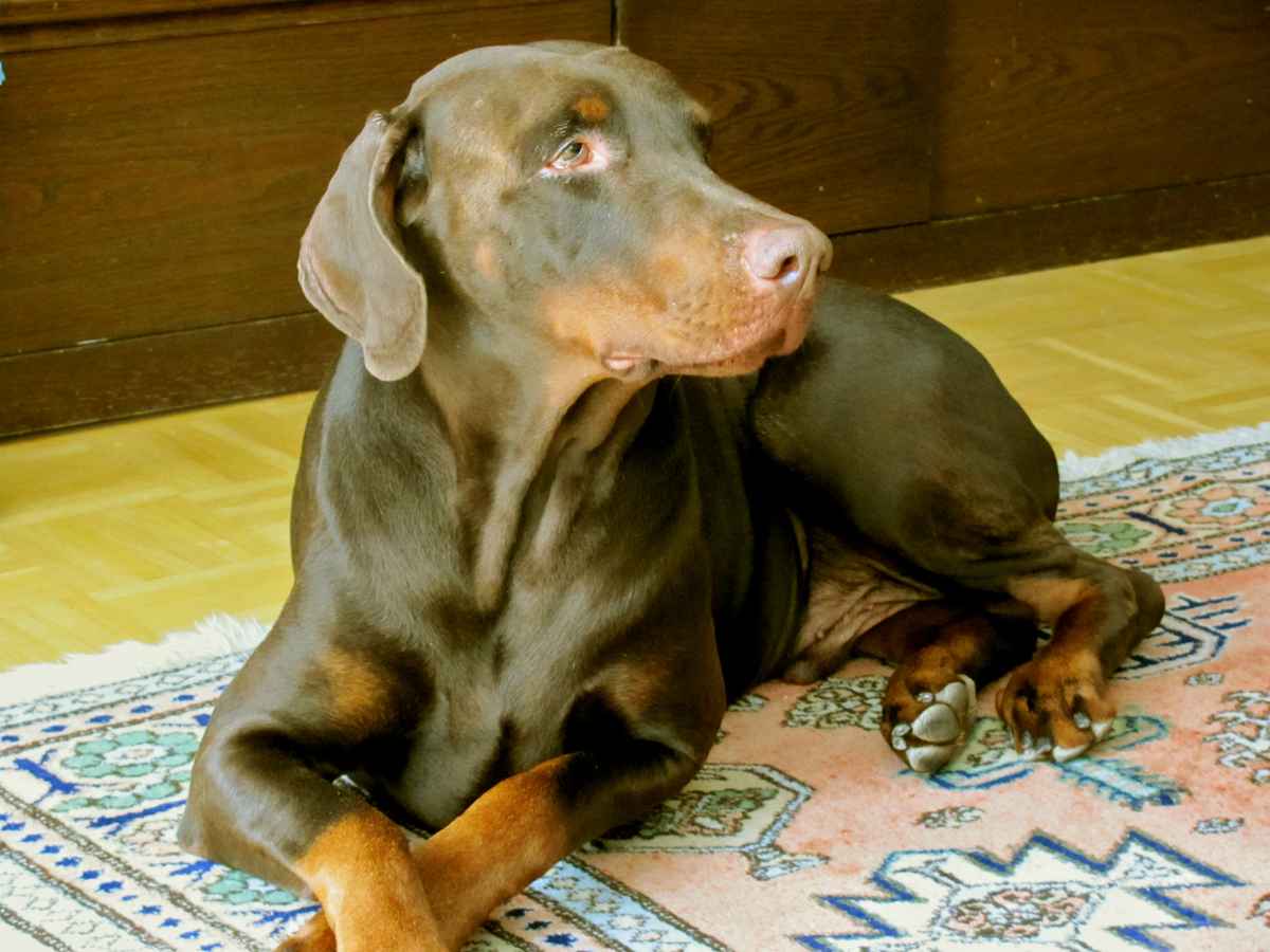Dobermann