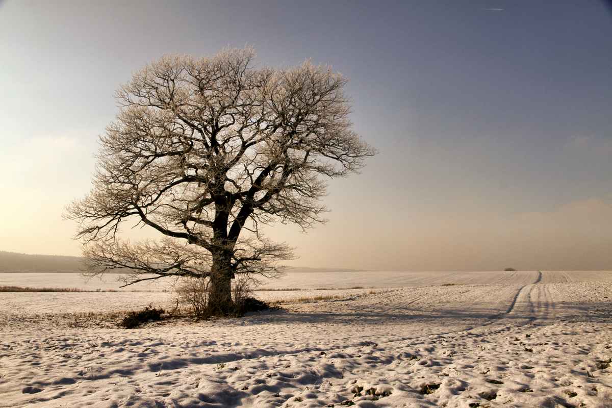 Eiche bei Minus 15 Grad