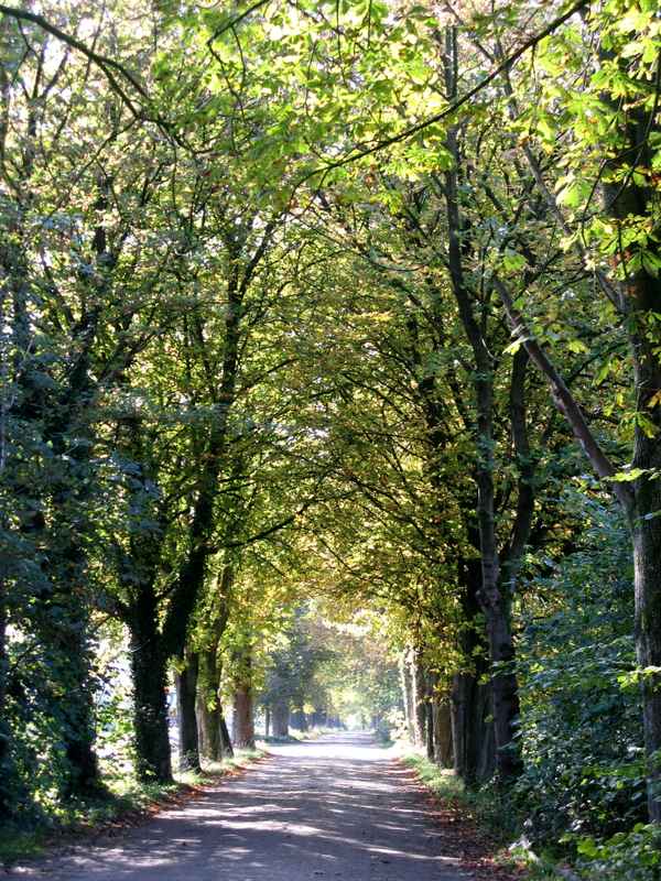 Schöne Allee im Herbst