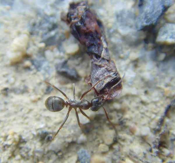 Schwarzgraue Wegameise [Lasius niger]
