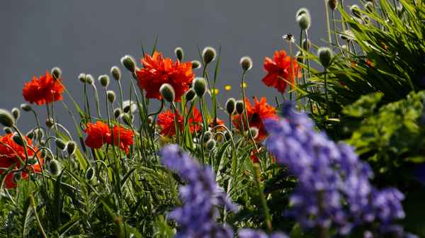 Mohnblumen und andere