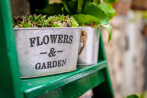 Flowers & Garden