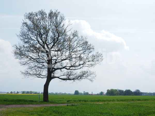 mein freund der baum 3