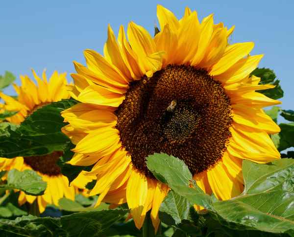 Sommer, Sonne, Sonnenblumen 02