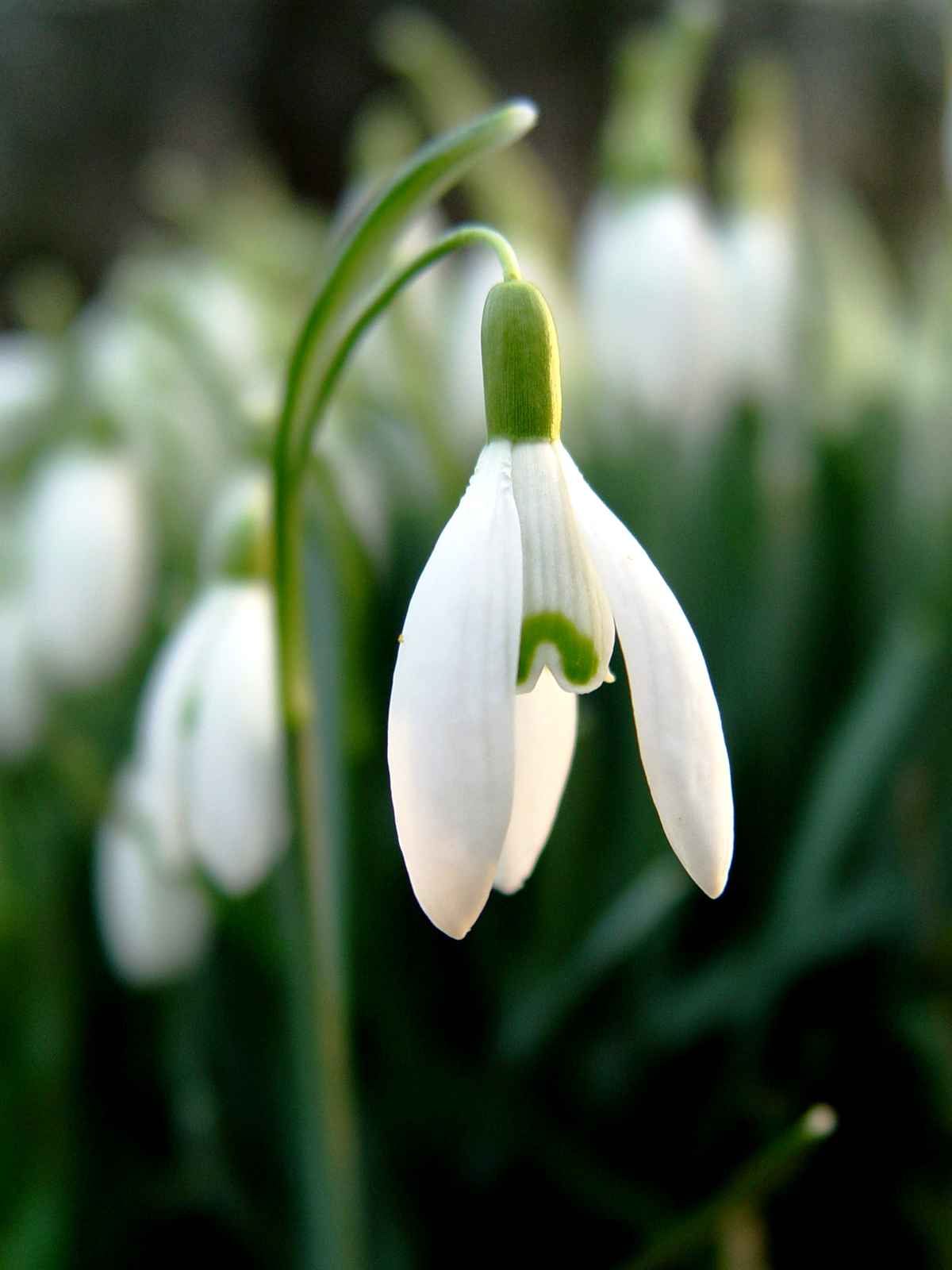 Schlichte Schönheit