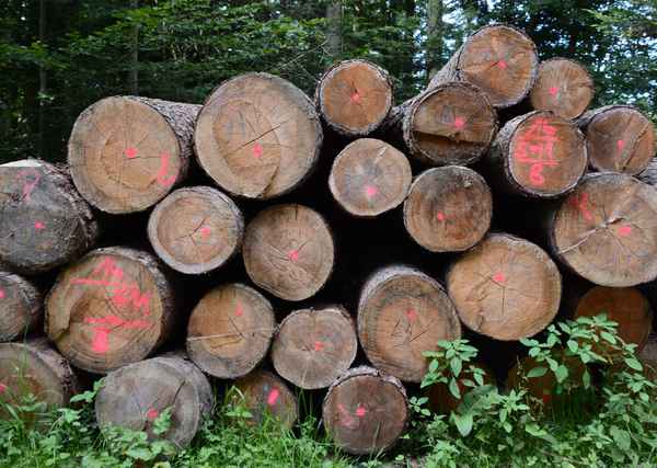 gefällt und liegengeblieben 5