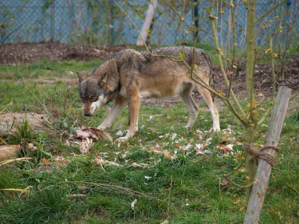 Wolf im Tierpark Worms_1