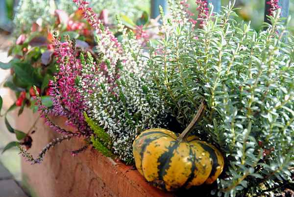 Herbst 7