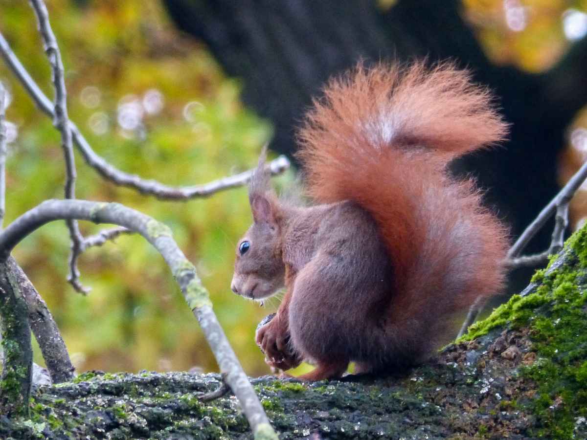 Eichhörnchen präsentiert Schwanz