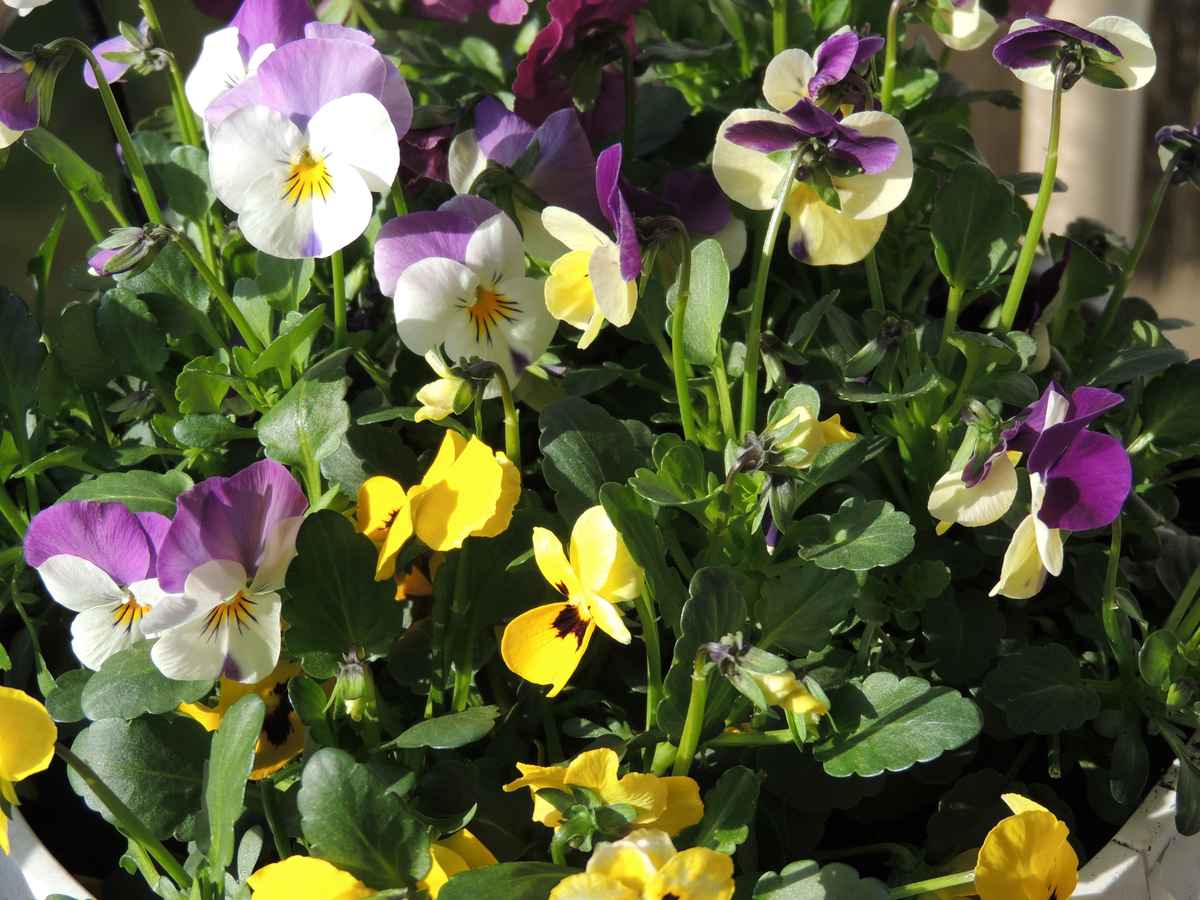 Hornveilchen schauen in die Frühlingssonne