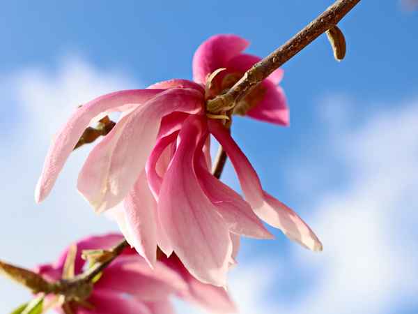 magnolie im sonnenschein