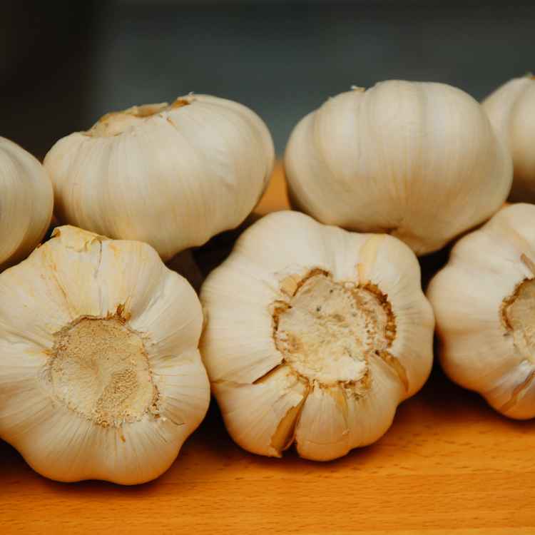 Knoblauch