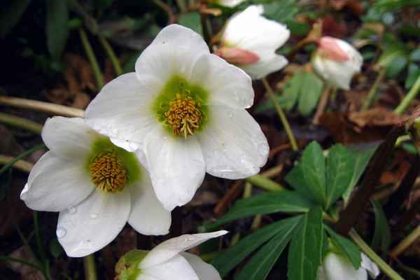 Christrose