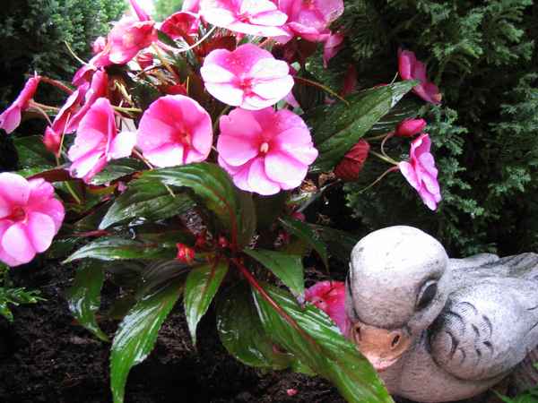 Gefangene im Blumenkasten