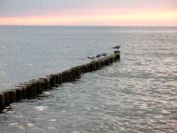 Insel Poel Möwen auf dem Wellenbrecher