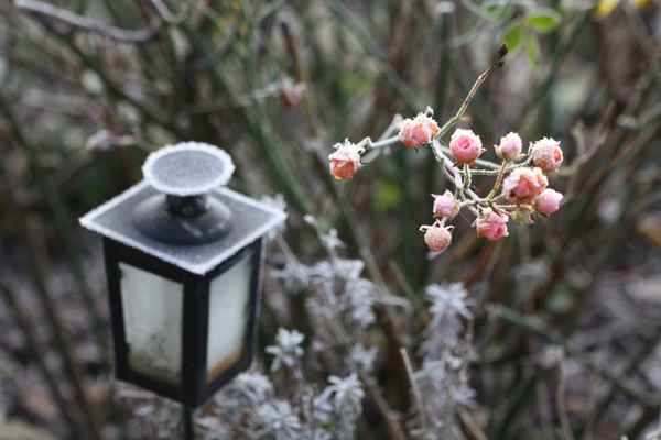Laterne und Rosen frostig