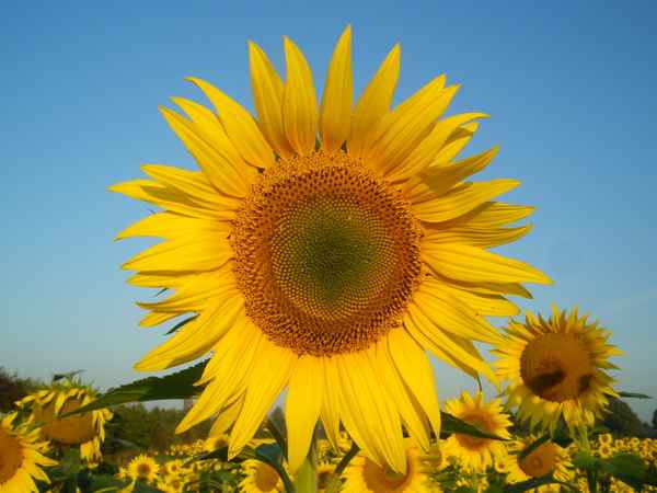 Ein Feld voller Sonne