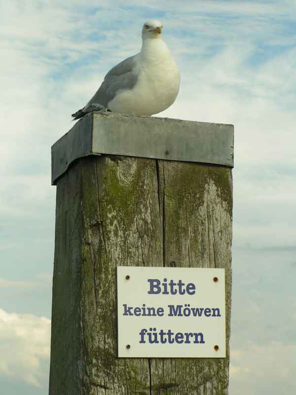 Möwe - Bitte nicht füttern