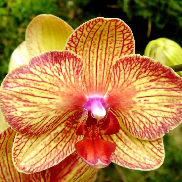 Orchideen_2