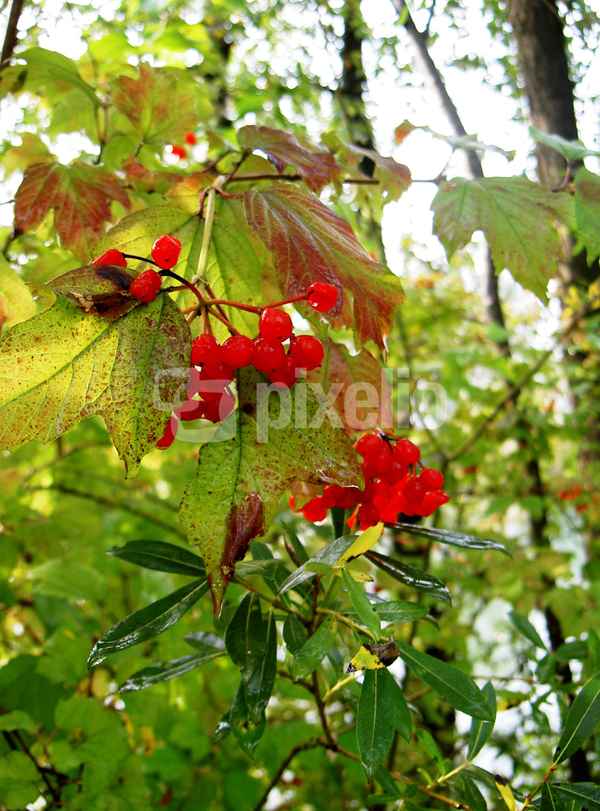 Vogelbeeren im Herbst