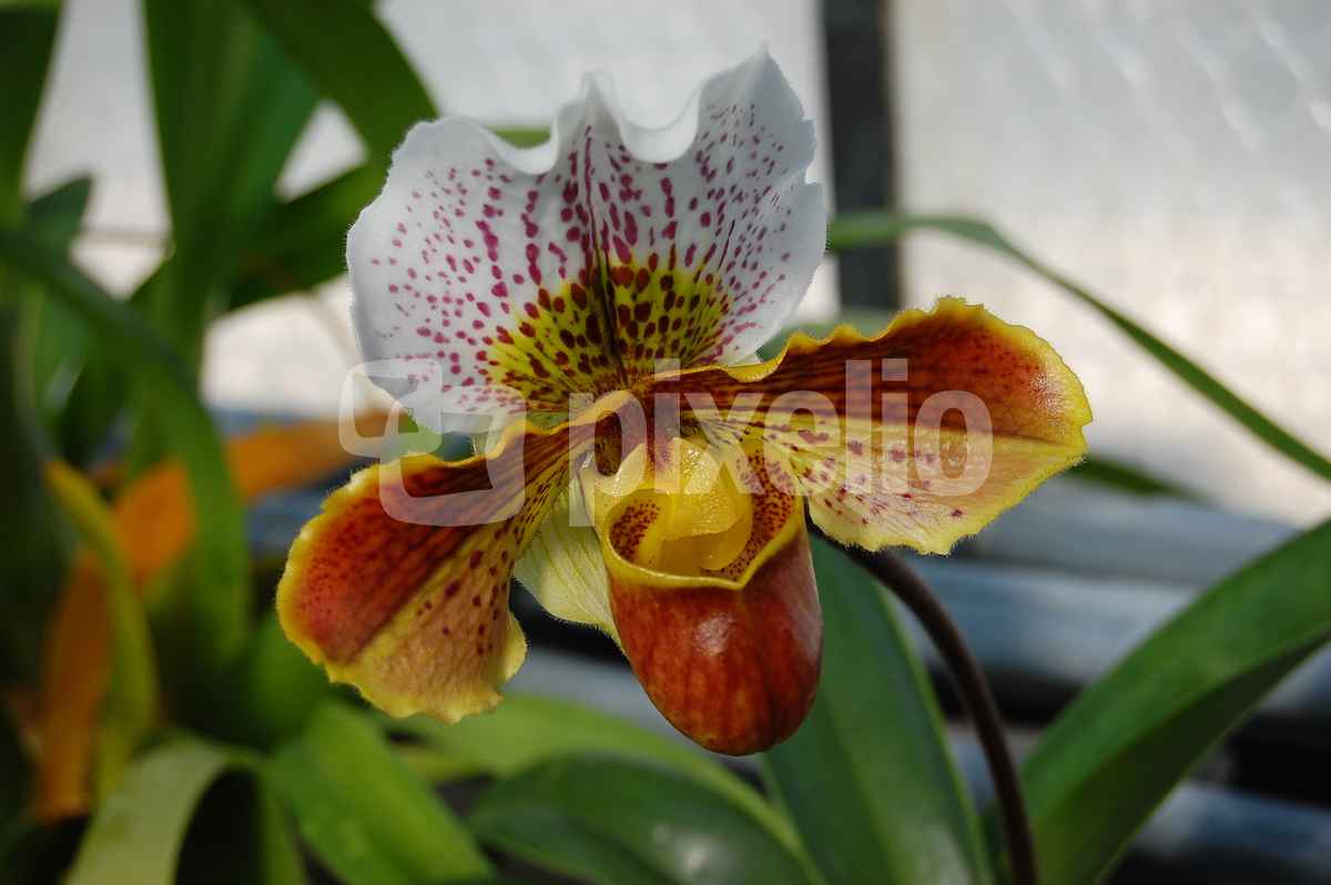 Orchidee paphiopedilum