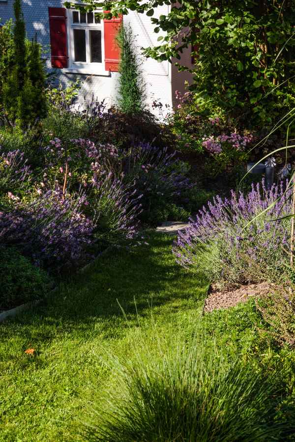 Lavendelblüte mit rotem Fensterladen