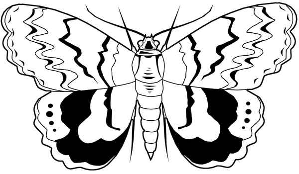 Wekzeugspitze - Schmetterling 3