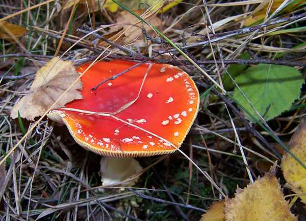 Fliegenpilz